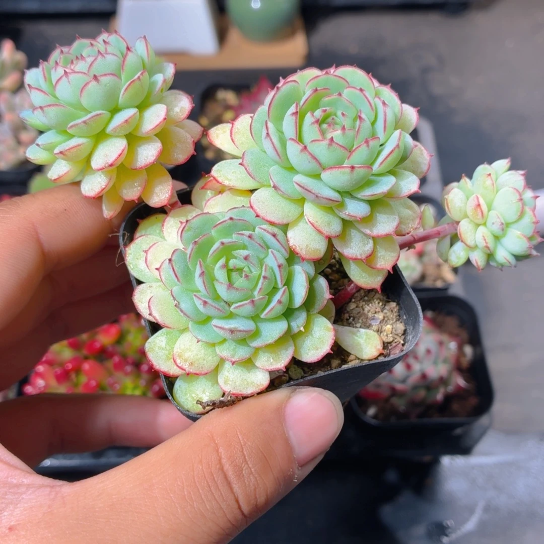 小红船多肉9.9包邮发货