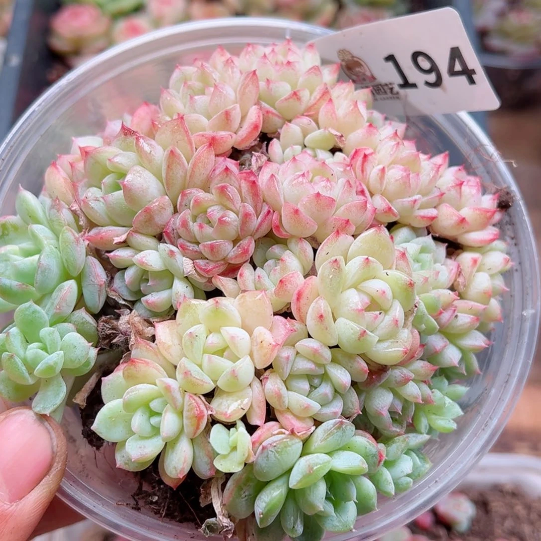 多肉植物多肉植物