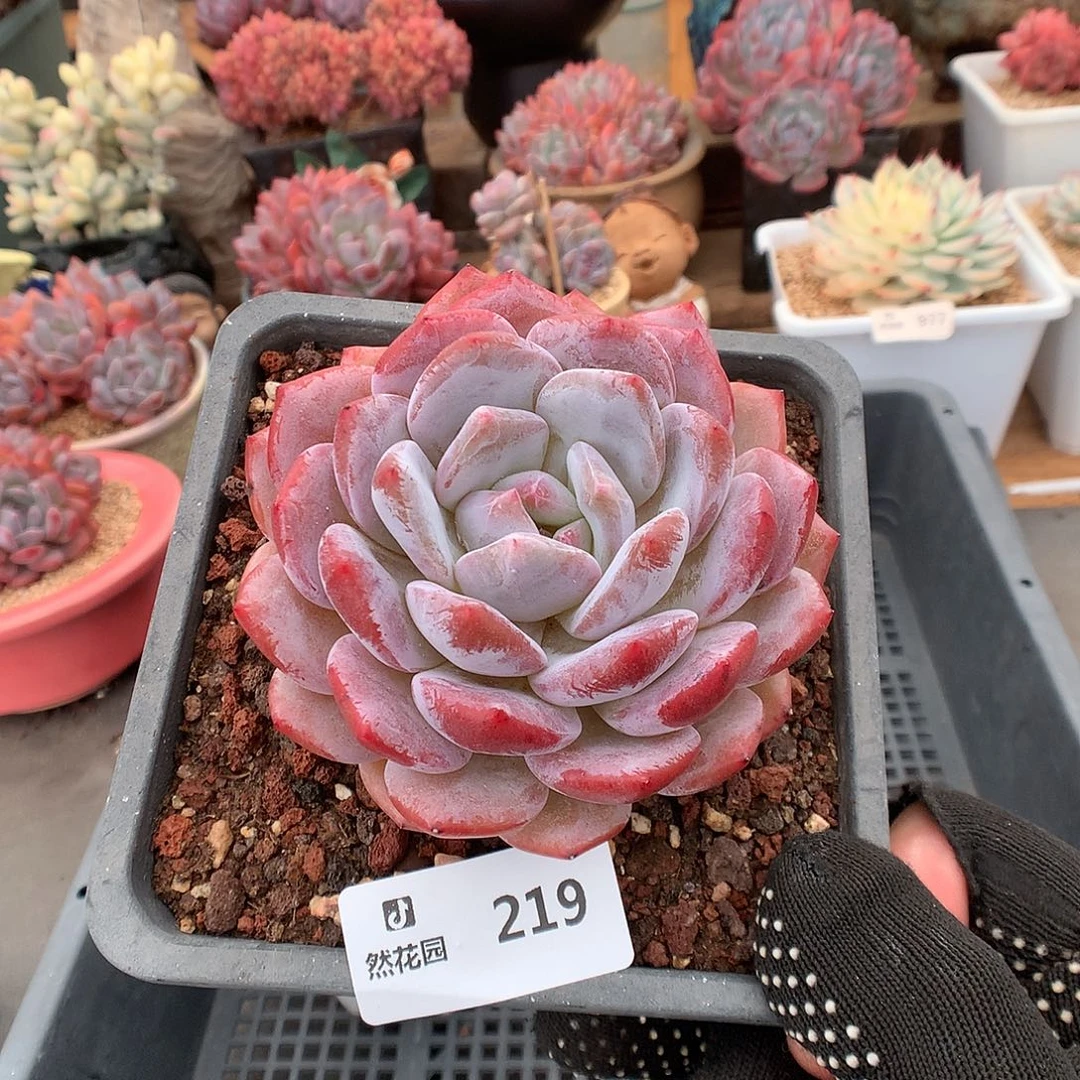 219星橙多肉植物66666