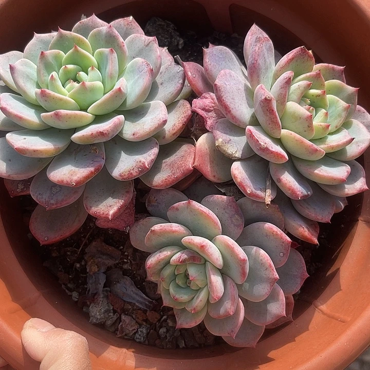 两单包邮，一物一拍490红橙