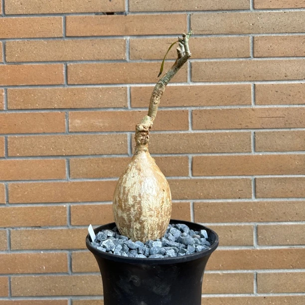 大块头 索马里沙漠玫瑰｜Adenium somalense