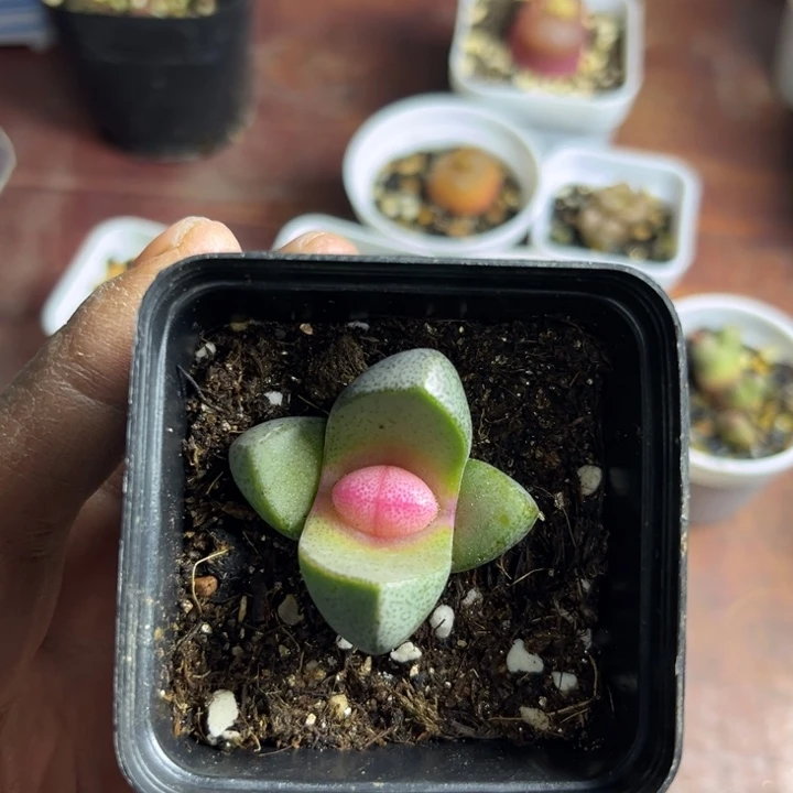 可爱多肉嘟嘟帝玉029