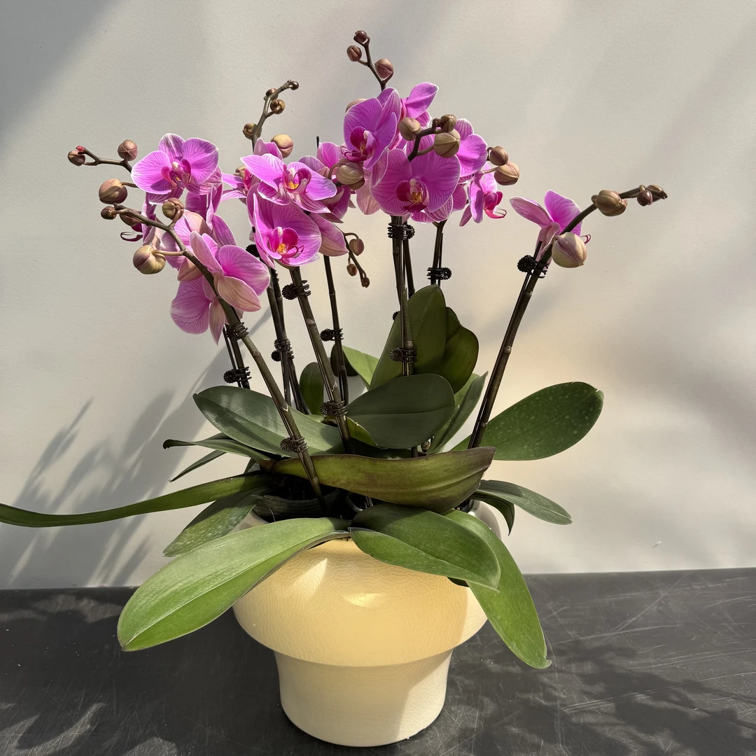 【海洋之星】3.0寸杯 蝴蝶兰带花带花苞乔迁送礼-小枫专属