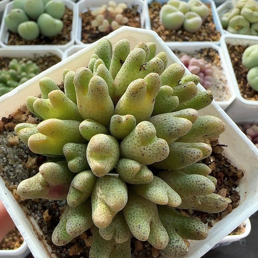 7278 大白多肉植物园