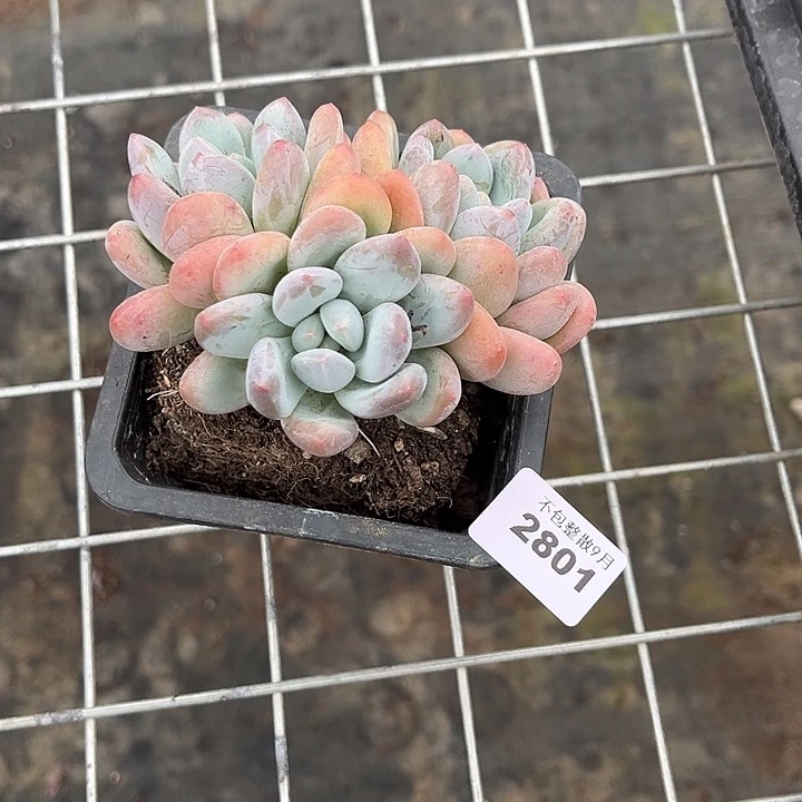 阿雅园艺。        2801香水