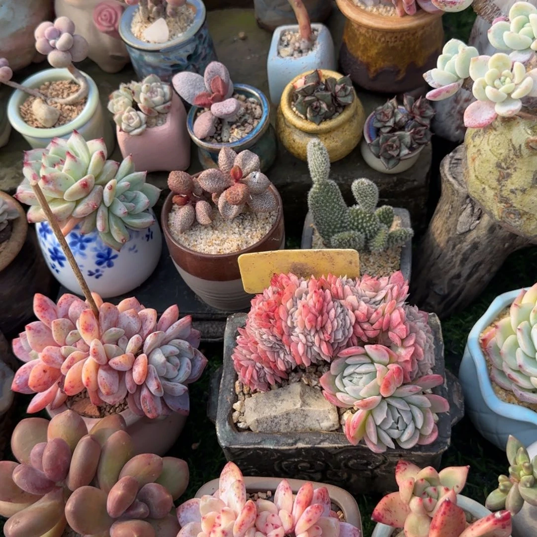 不***～多肉植物胭脂小贝瑞对话