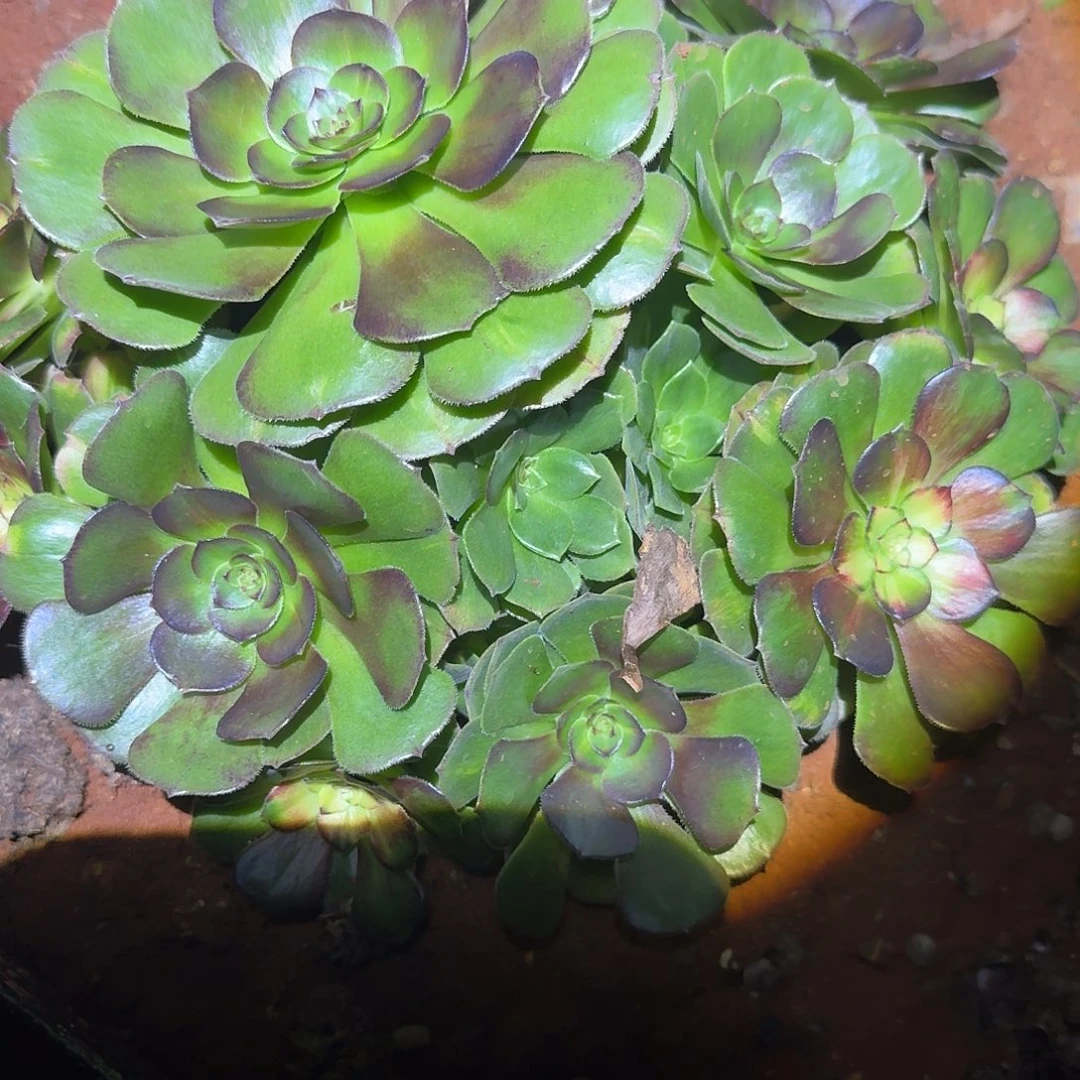 282海王七彩福利发货