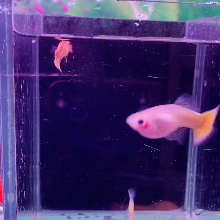 孔雀鱼大黄金猫2对