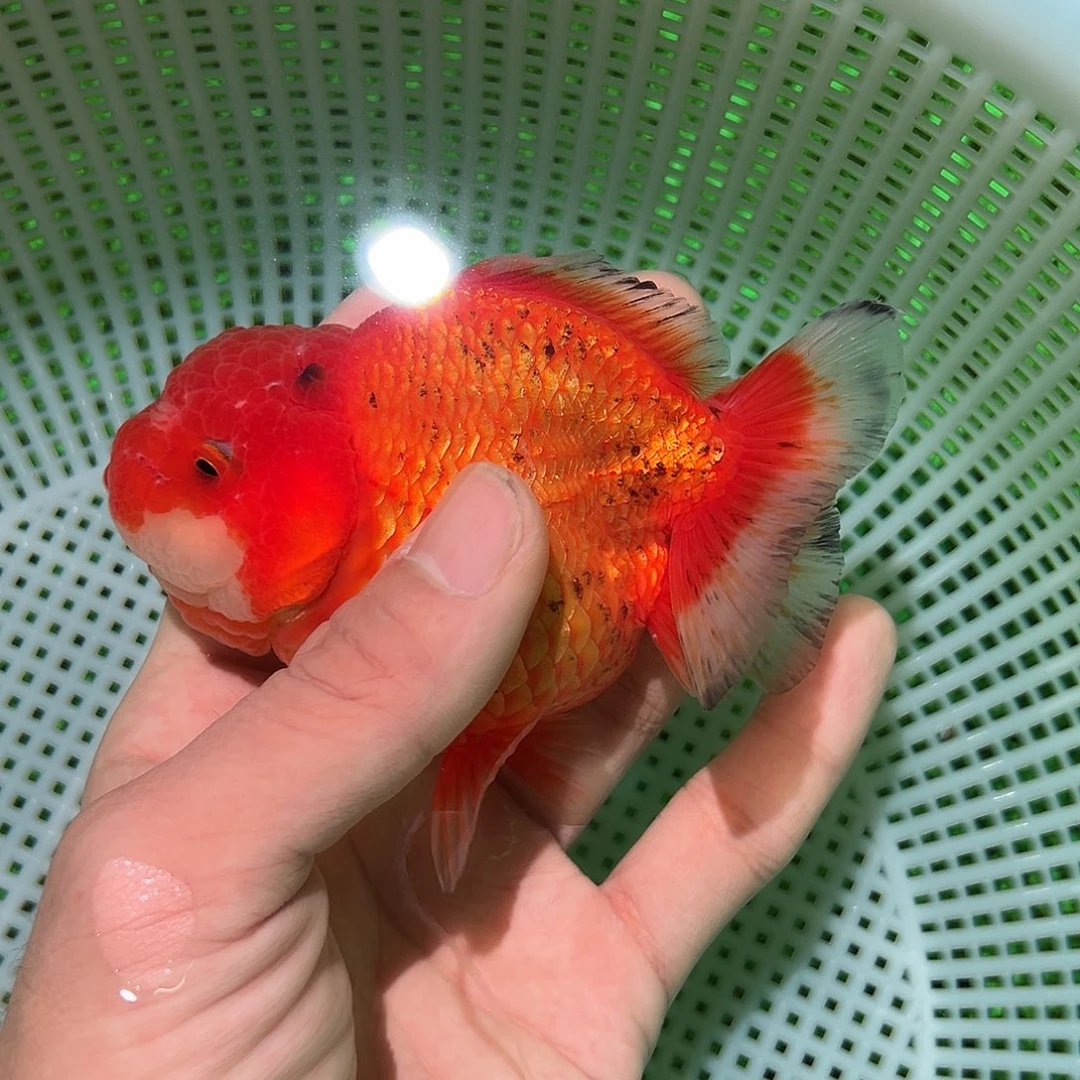 海水鱼金鱼福利价格多多