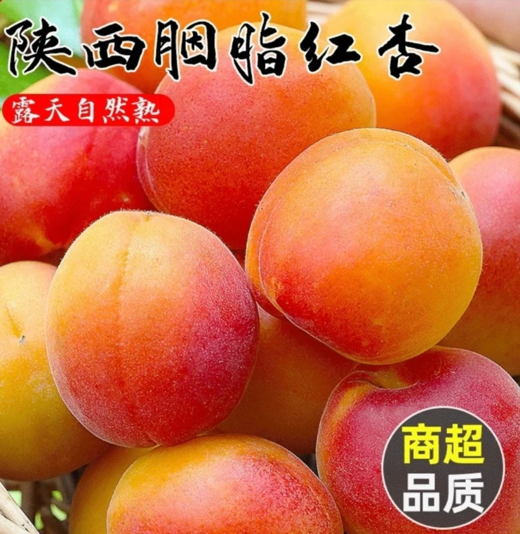 陕西头茬胭脂红杏新鲜当季水果酸甜爽口大果杏子现采现摘新鲜直供