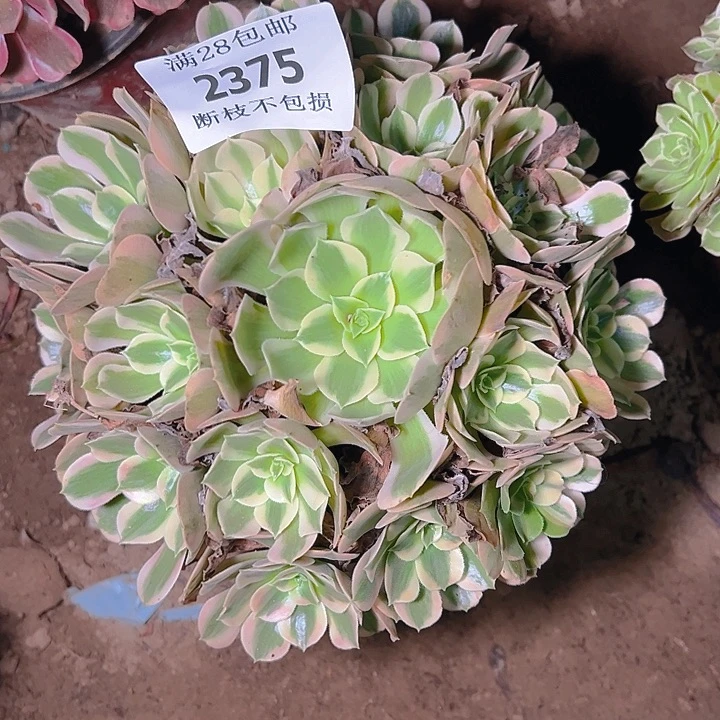 2375粉女郎多肉植物