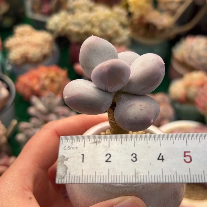 艳356 多肉植物组合盆栽