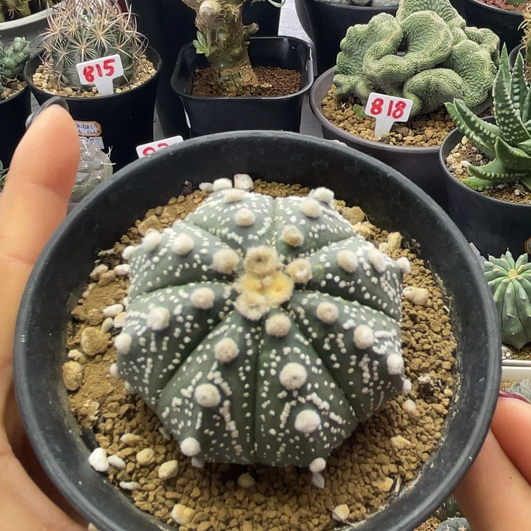 大尤雪花皇冠兜仙人球多肉