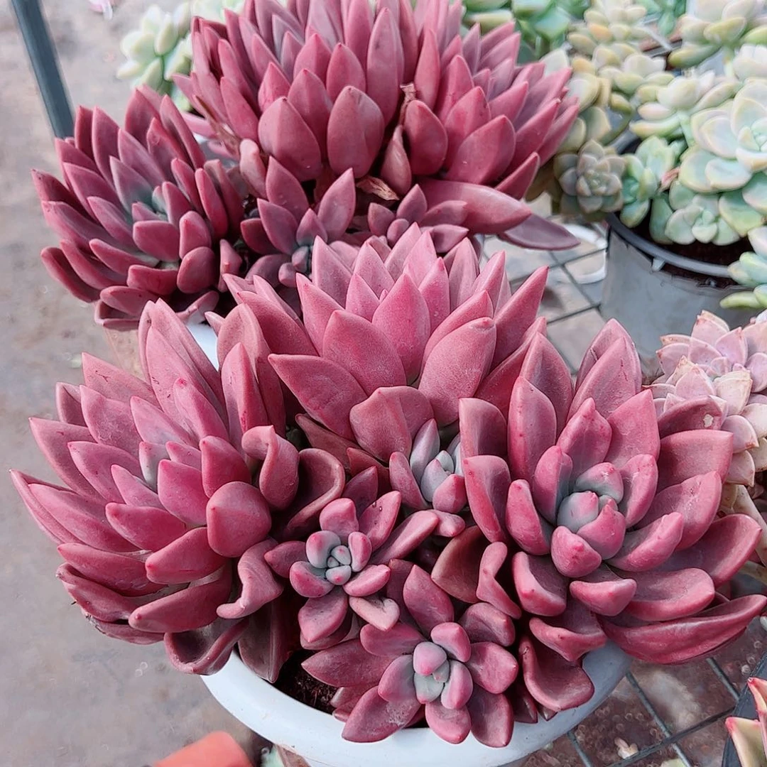 桃花源三大头起发超级大精品特价