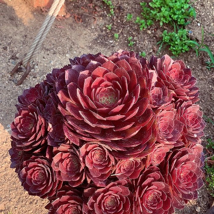 红魔捧花，多肉植物