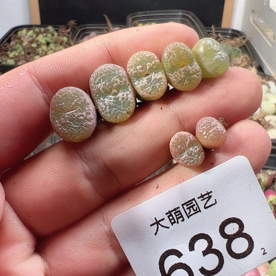 可***?0000638 一物一拍……