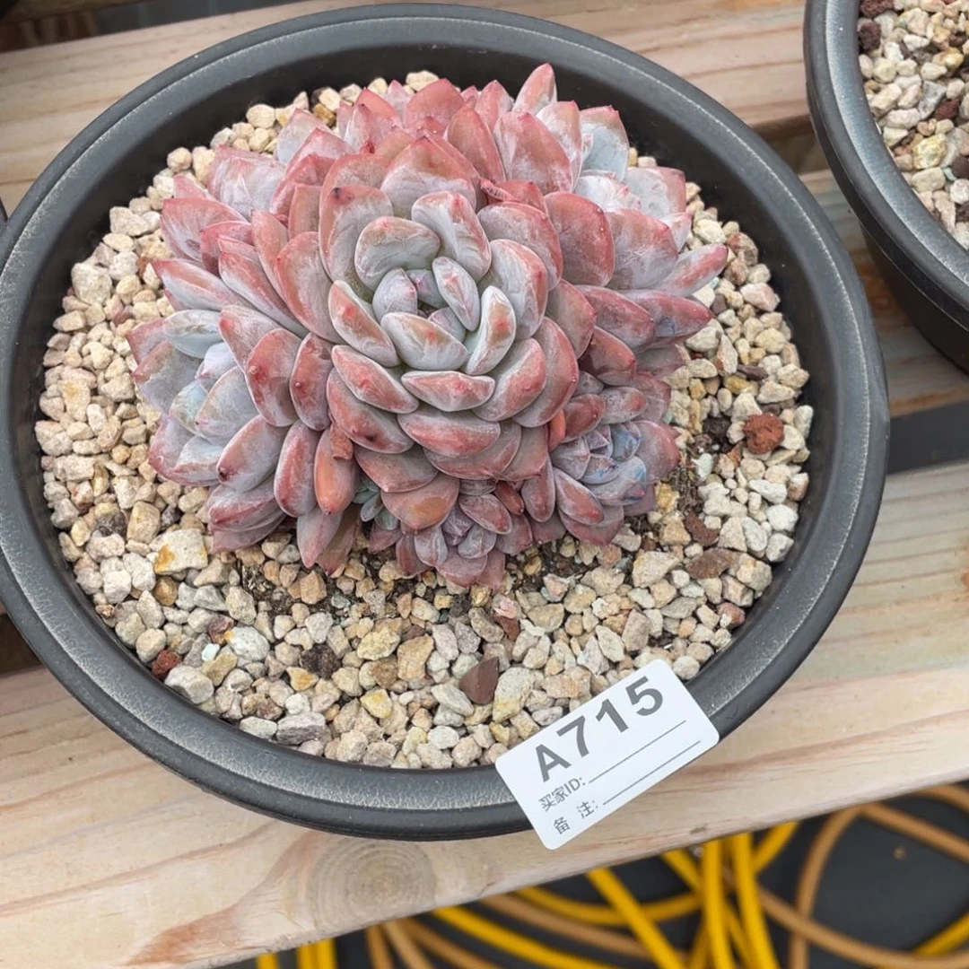 A715静好多肉园艺