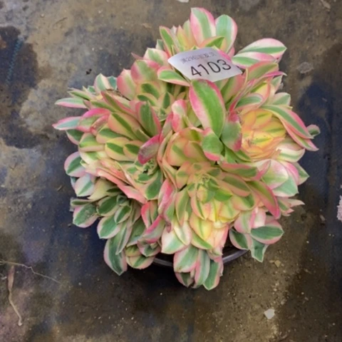 粉女巫多肉植物4103