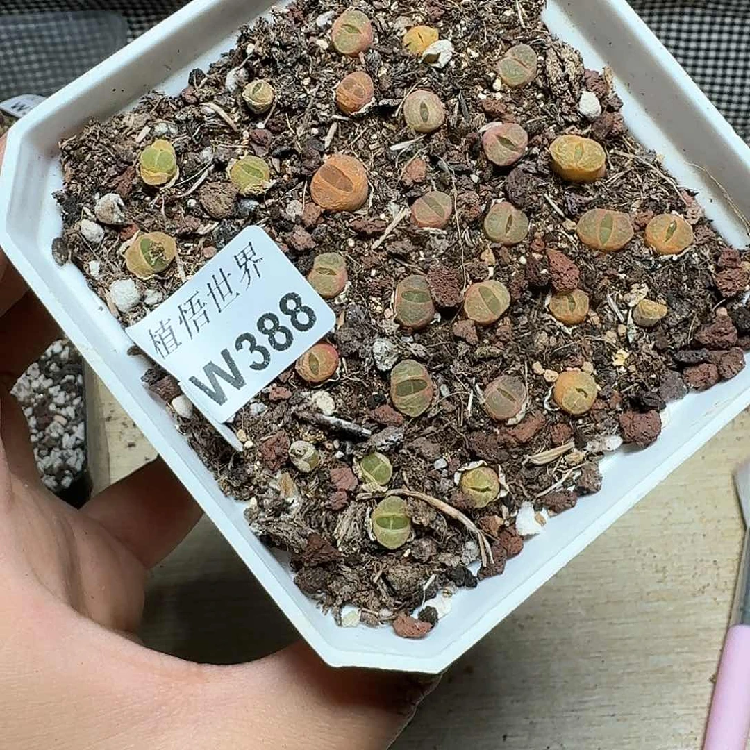 388盒多肉植物哇c v