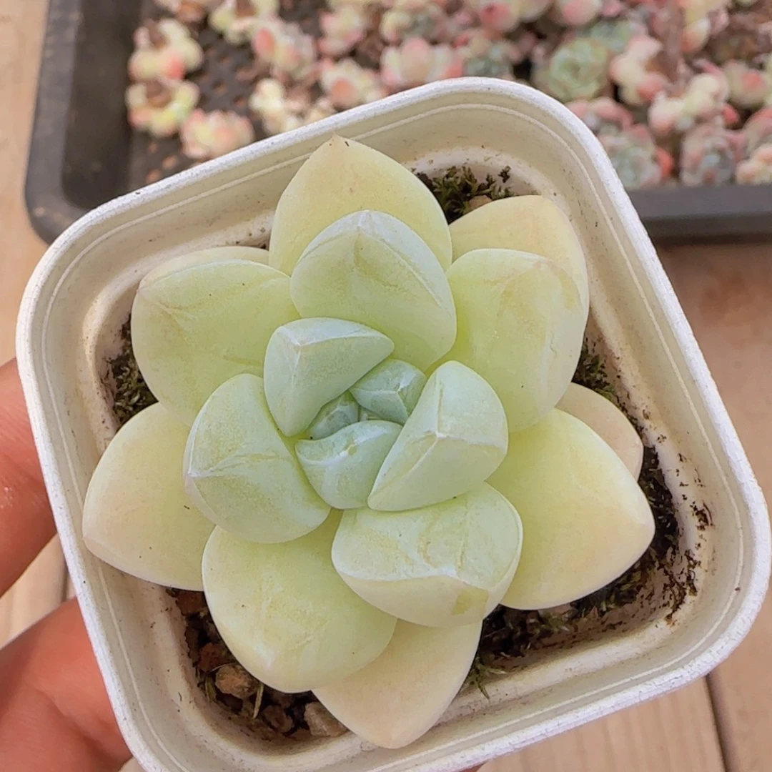 奶芙一颗一物一拍