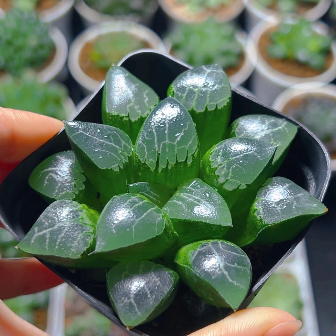 方盆月影寿多肉多肉