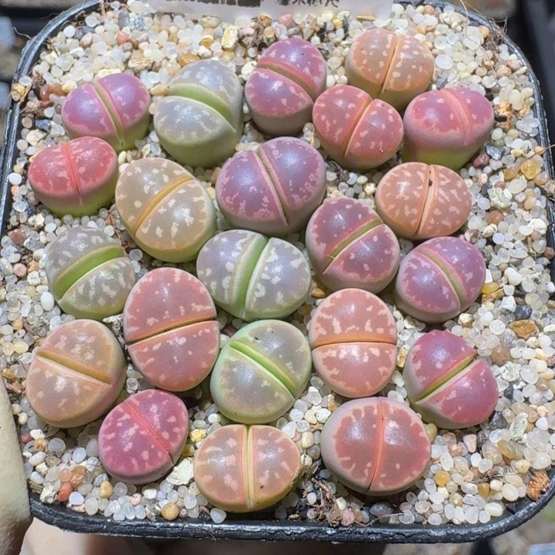 zzzz精品生石花281