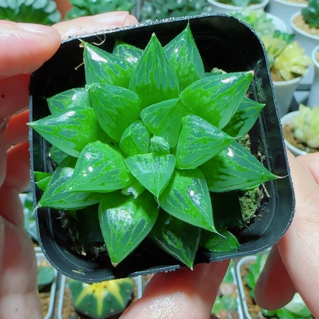 福禄寿多肉植物