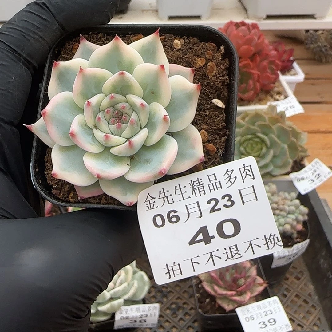 0623-40吉娃娃锦单头