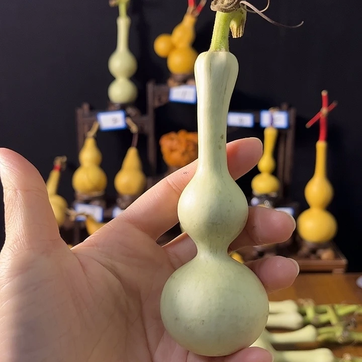 太***雪大叶紫檀（黑酸枝木类）