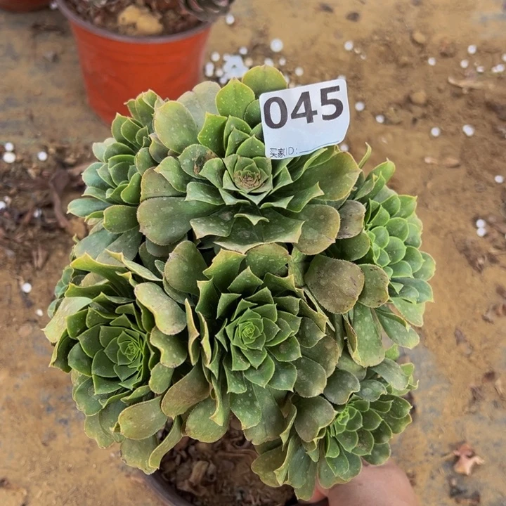 绿杨蓉多肉植物045