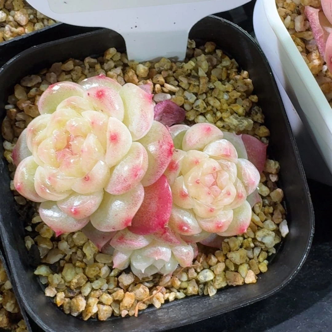 0129-91-水晶群一颗