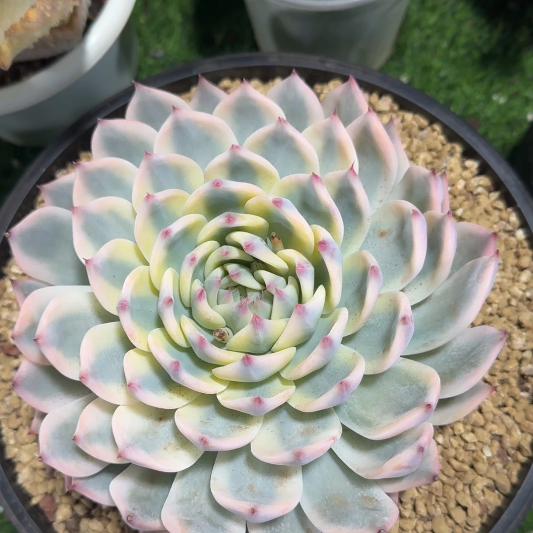 2664大吉娃娃锦多肉植物