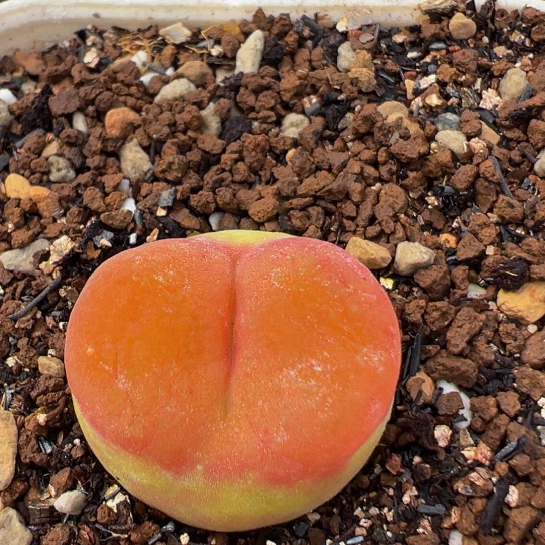 69多肉植物水蜜桃1430.5