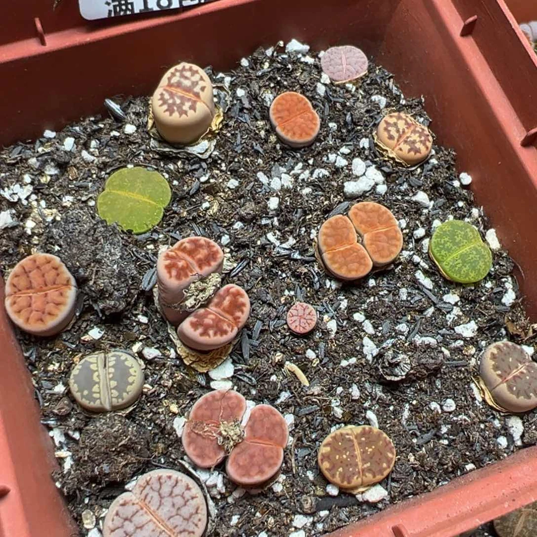 【闪购商品】 839。