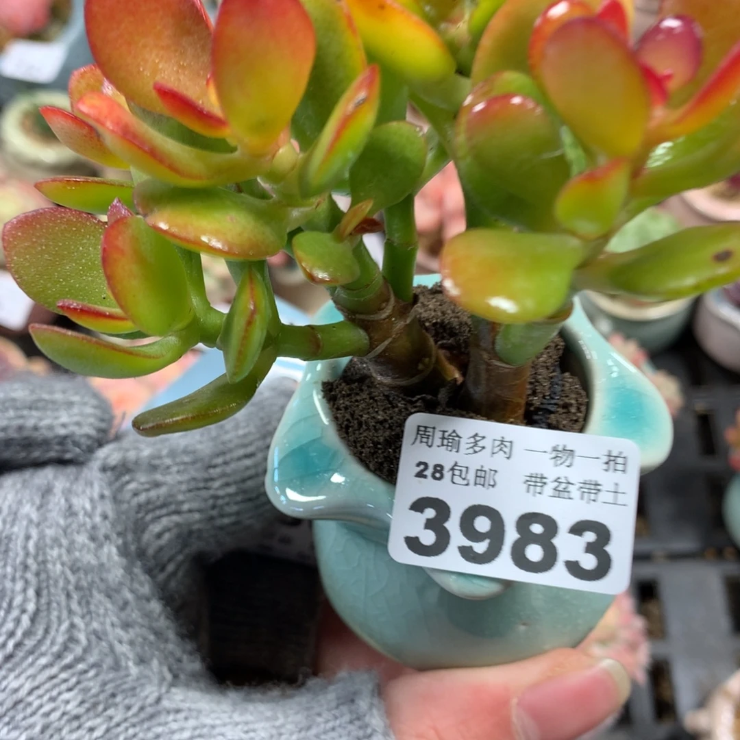 5厘米盆精控多肉3983