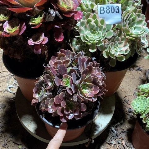 没***果803三颗法师多肉植物