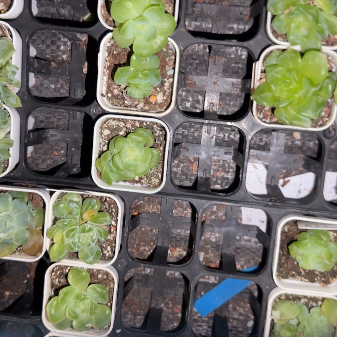 小谪仙中苗盆8床一个满25包邮