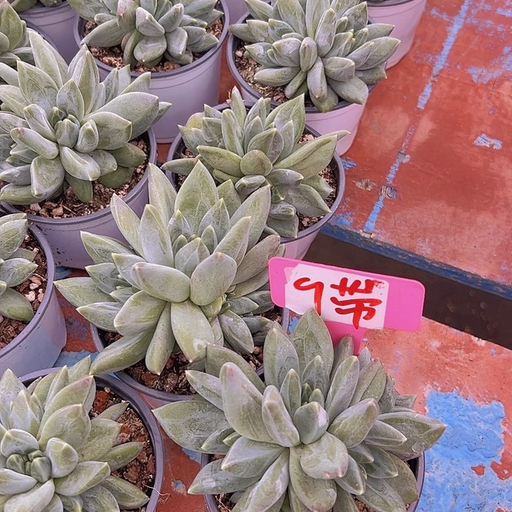 9.重楼带盆一个多肉