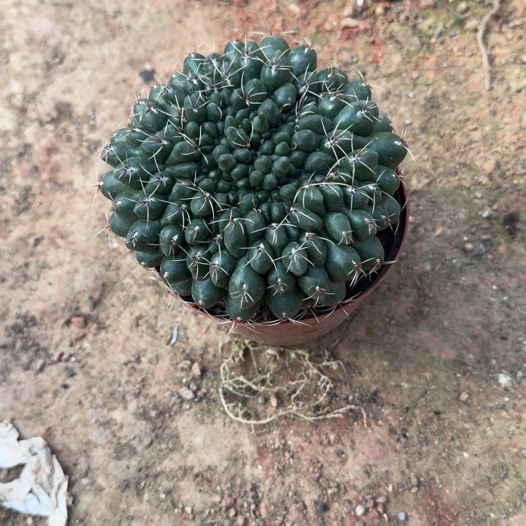 繁***尽可口可乐了可口可乐