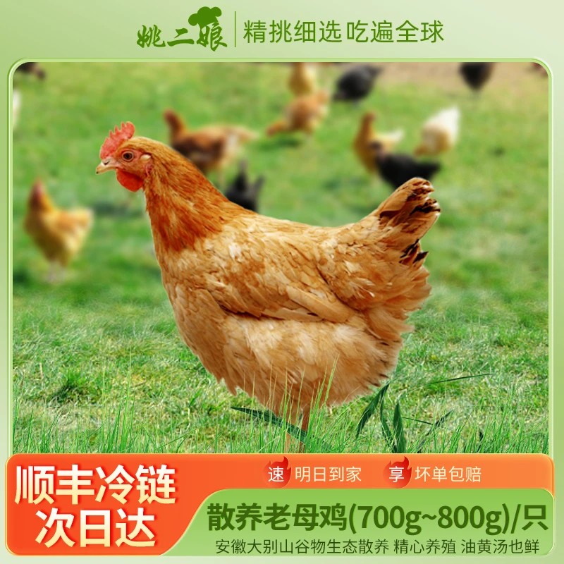 散养500天以上黄油老母鸡(700g-800g)大别山土鸡煲汤鲜美烧烤食材