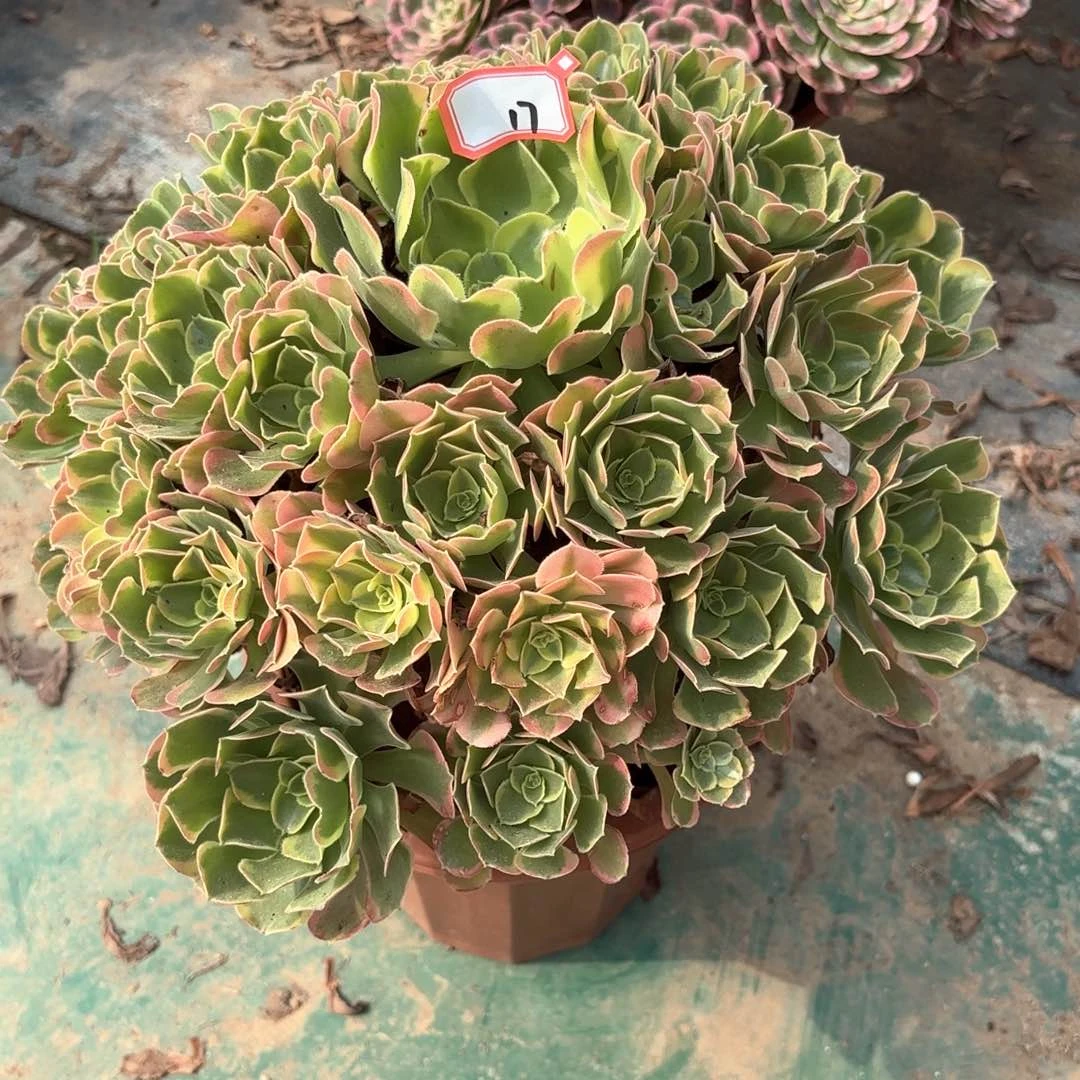 全部花朵17特斯拉多肉植物