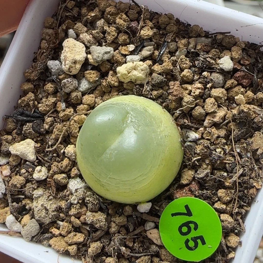 拉登1.8（瑕疵）多肉带盆765