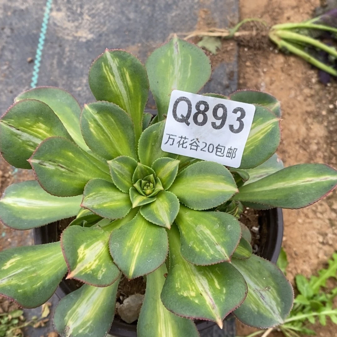 893幻影多肉植物