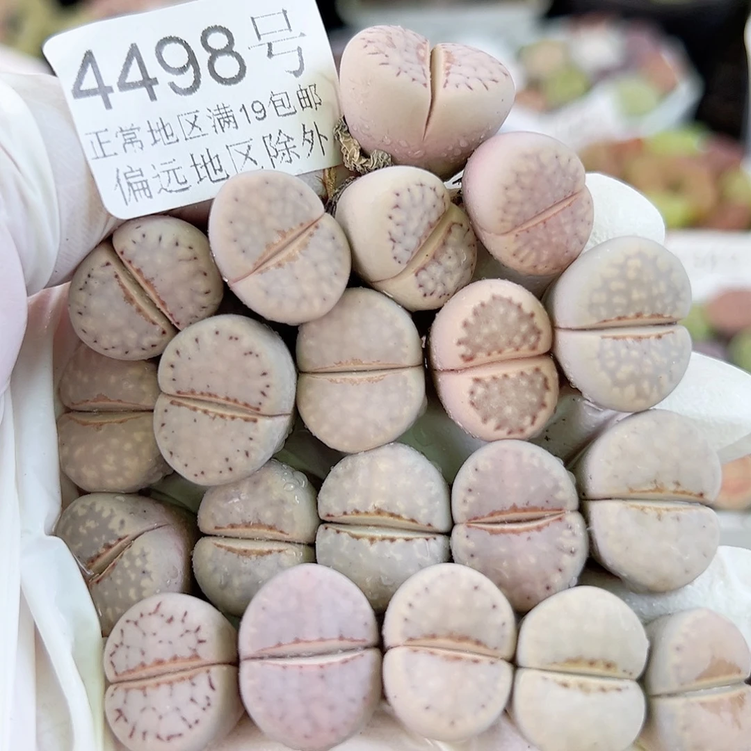4498四年粉热唇20个1.5cm左右