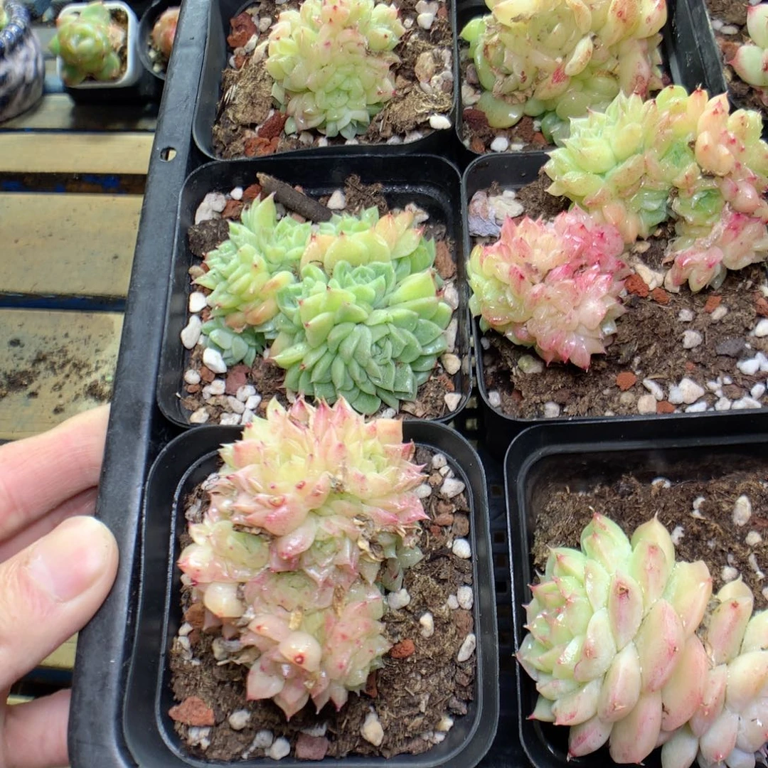 C22y y y y y y y y y y