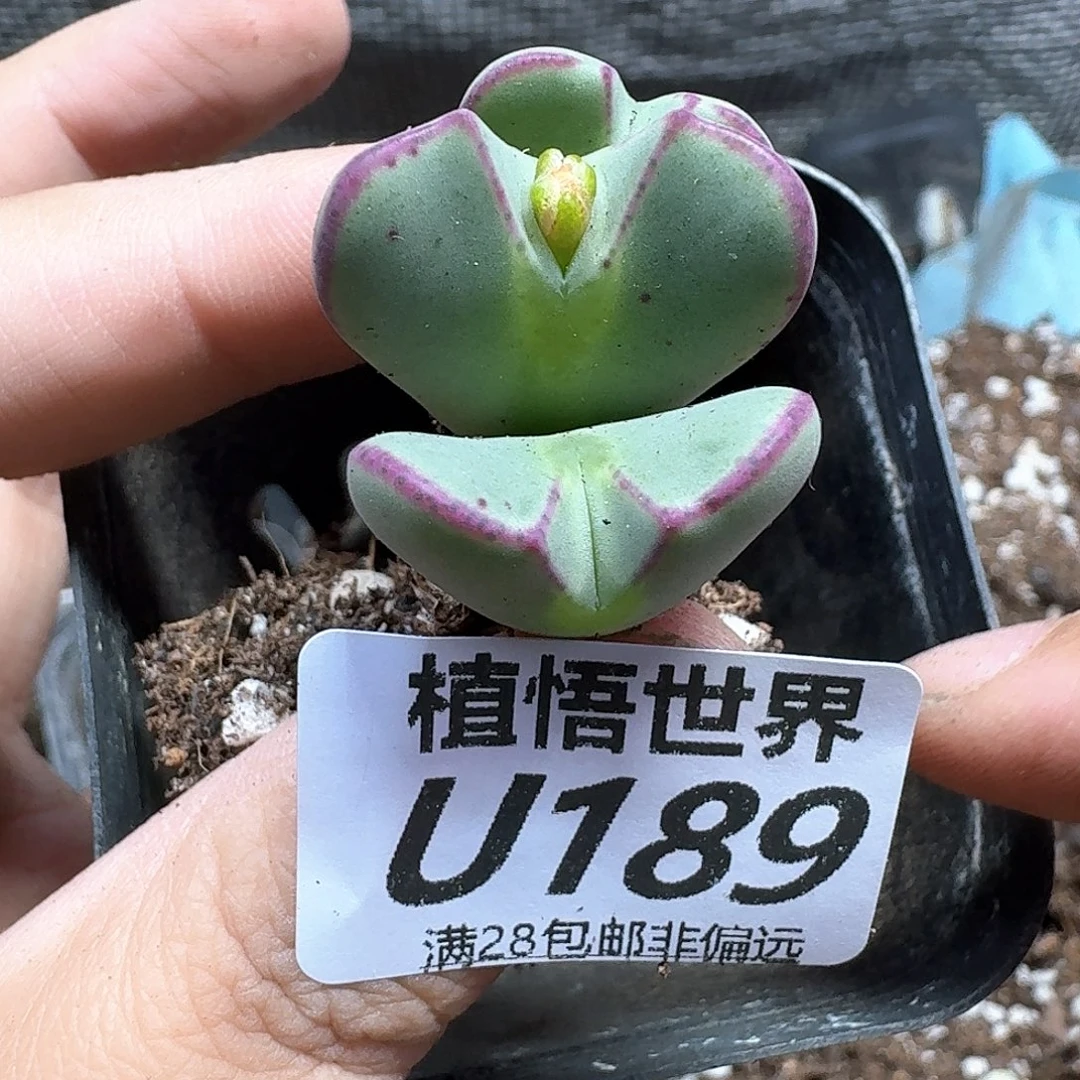 多肉植物的动作efg