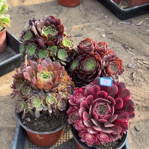 008多肉植物组合