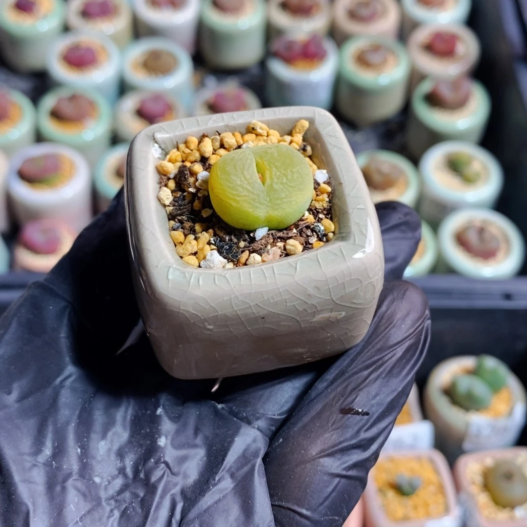 茳**姐3848-一物一拍 带盆