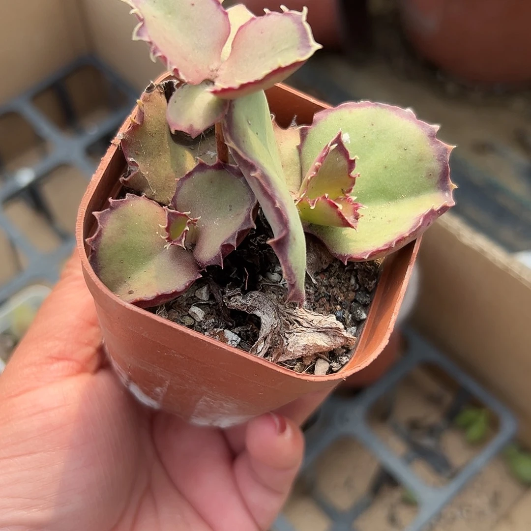 多肉植物双飞碟多肉