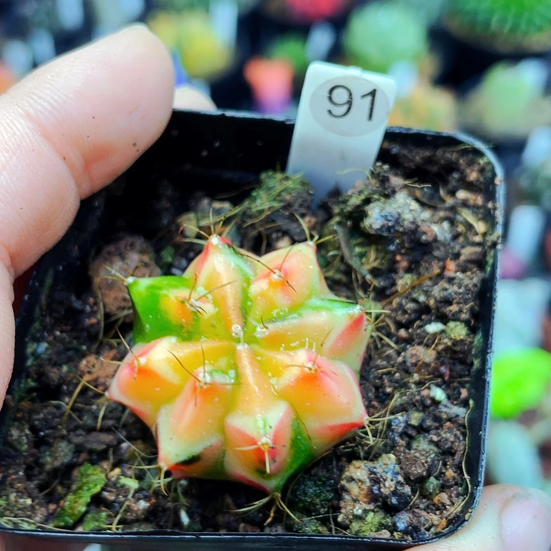 8***玖非偏远地区满25包邮仙人球